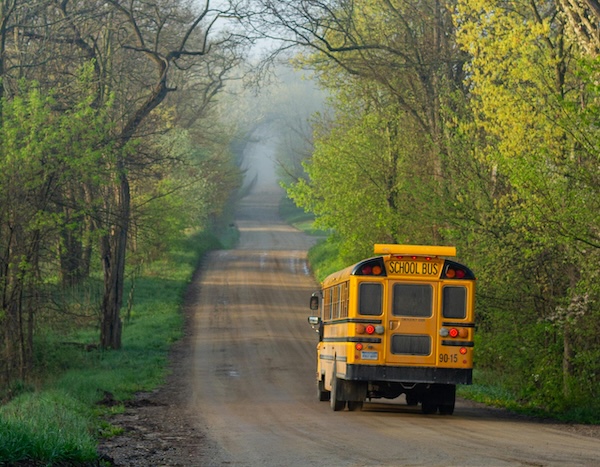 School bus driving down a tree-lined road.